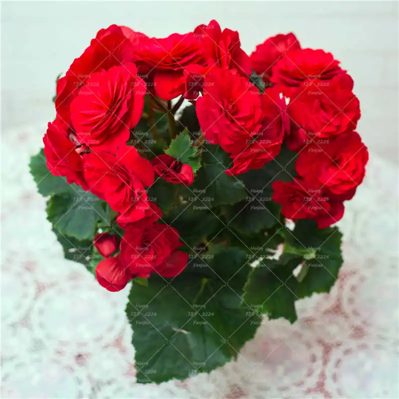 

100PCS/Bag Begonia Flower Bonsai Plant Flower Indoor And Outdoor Family Garden Potted Plant Beautiful Flower Decoration