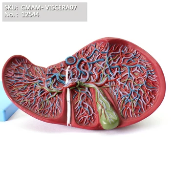 

CMAM/12544 VISCERA- Liver and gallbladder, Human Digestive System Medical Teaching Anatomical Model