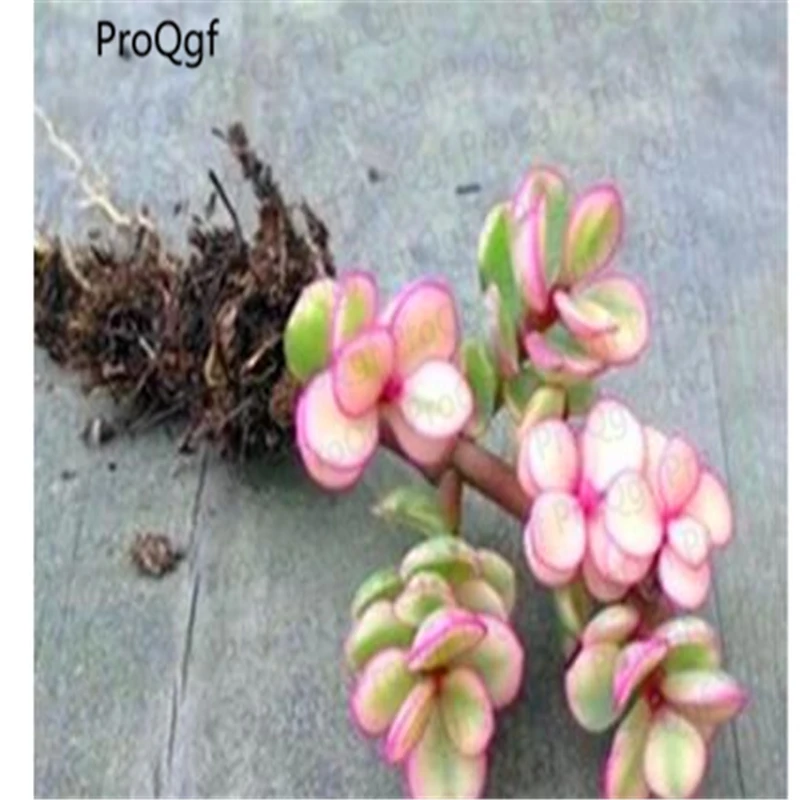 

ProQgf 3Pcs A Set Pailulacaria