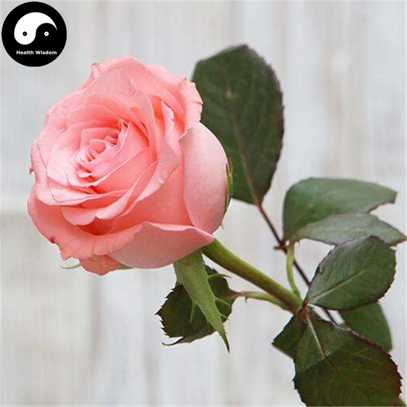 Купить китайские розовое дерево Semente 400 шт. завод цветок розовый Rosa Rugosa
