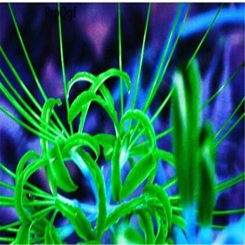 

Prodgf 30Pcs A Set Lycoris radiata