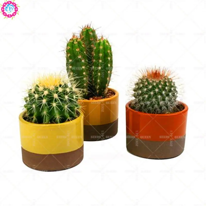 100pcs Green Cactus Bonsais Real Prickly Pear Succulent Stone Lithops Bonsai Planting For DIY Home Garden Supplies Potted
