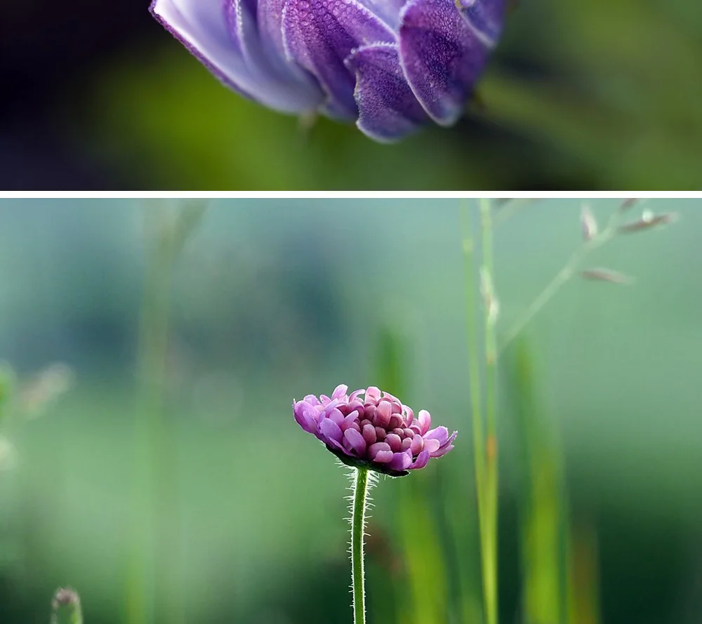 YN100mm-F2-AF_06