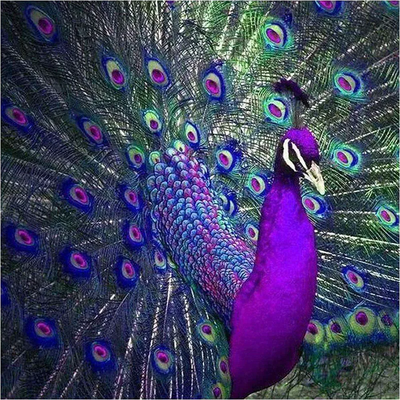 73 Gambar Burung Merak Ungu Gratis