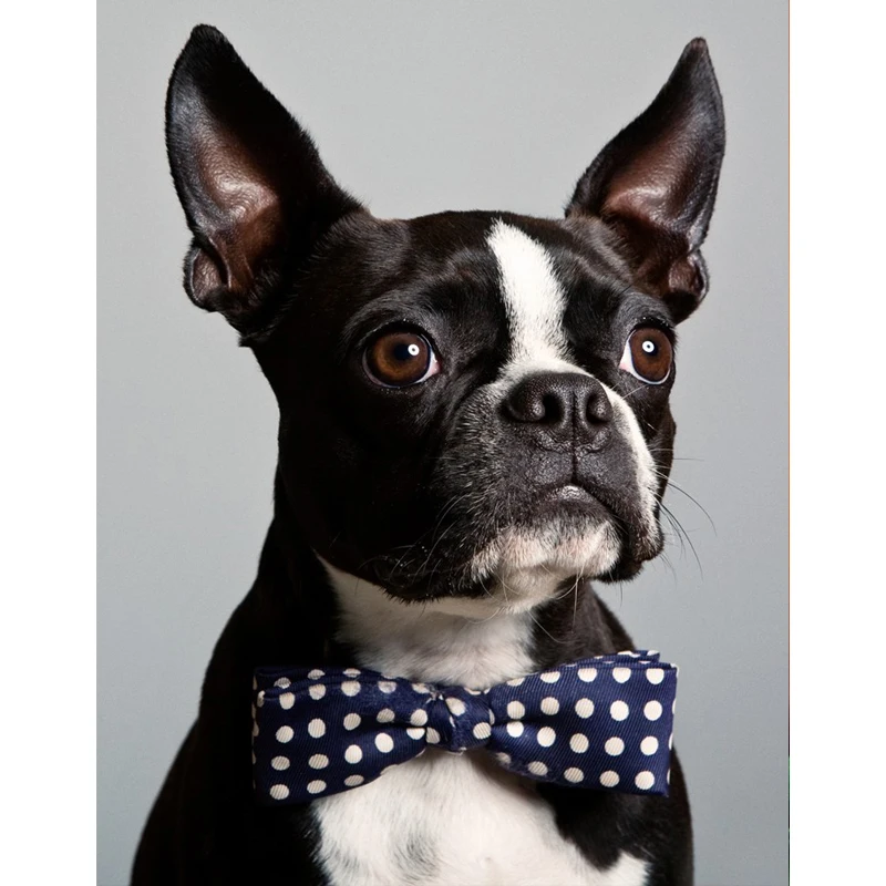 Boston Terrier Dogs painting rhinestones diamond embroidery Cross