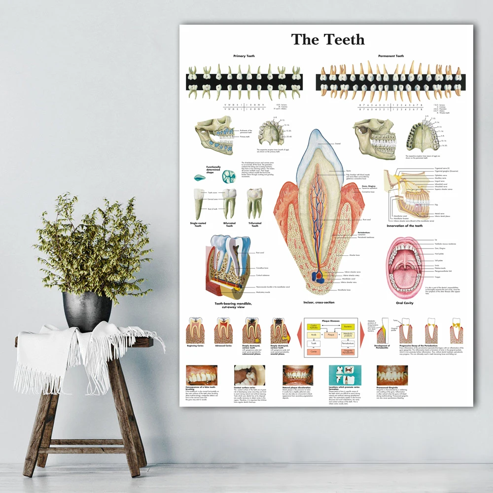 WANGART анатомические диаграммы человеческие зубы диаграмма холст картина, печатный плакат Настенные картины для медицинского образования офиса домашний декор