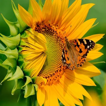 

Full Diamond Painting Cross Stitch Round Diamond Mosaic Craft Diamond Embroidery 5D Diy Needlework Plant Sunflowers Paintings