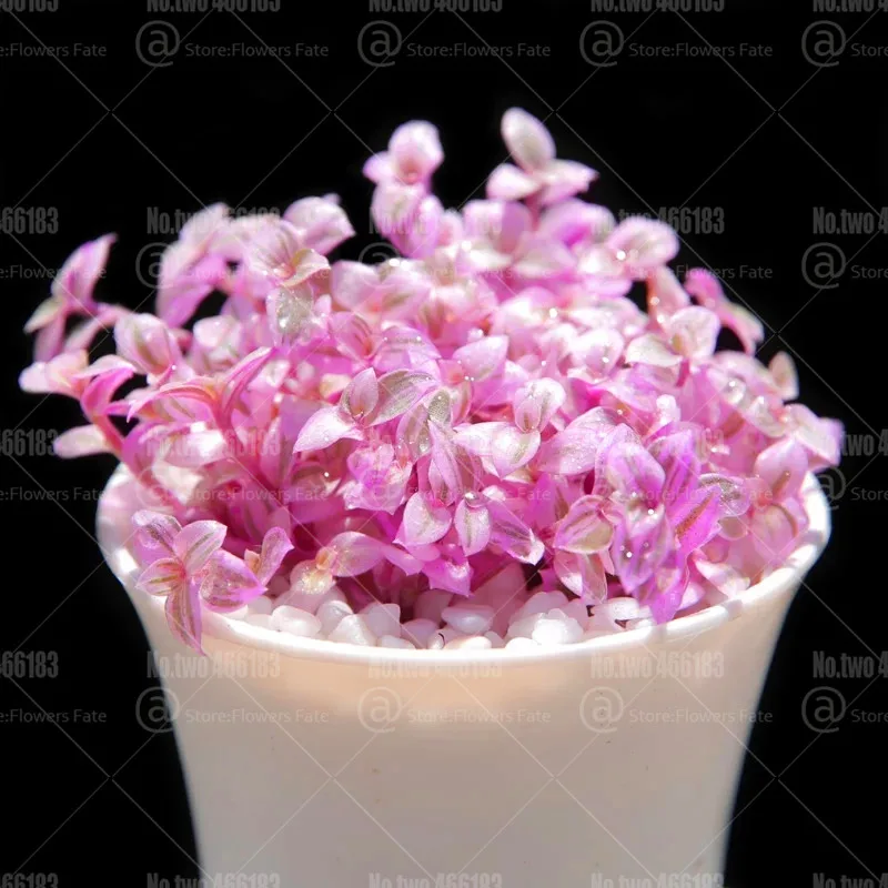 100 шт Rouge облако бонсай из суккулентов растений розовый цветок семена многолетника для внутренних помещений растение суккулент для дома