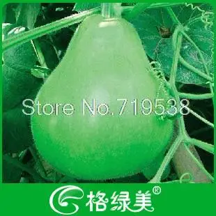 

Pot gourd bonsais bag vegetable bonsais10pcs
