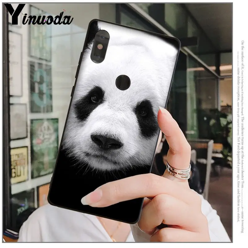 cute panda