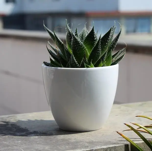

White Modern Minimalist Creative Round Belly with Hole Glazed Mini Plant Pot