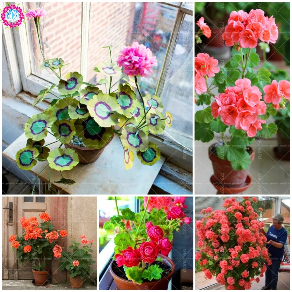 Genuine 100pcs Rare Geranium Bonsai Appleblossom Rosebud Pelargonium Perennial Flower Hardy Plant Bonsai Potted Plant Free Buy At The Price Of 0 29 In Aliexpress Com Imall Com Genuine 100pcs Rare Geranium Bonsai Appleblossom Rosebud Pelargonium Perennial Flower Hardy Plant Bonsai Potted Plant Free Buy At The Price Of 0 29 In Aliexpress Com Imall Com