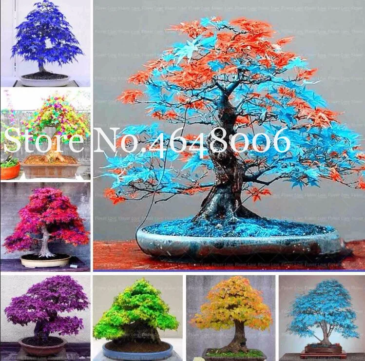 

Wholesale ! 30 Pcs Maple Tree Bonsai, Blue Maple Tree Japanese Rainbow Maple Bonsa, Plants For Home Garden Balcony, Easy To Grow