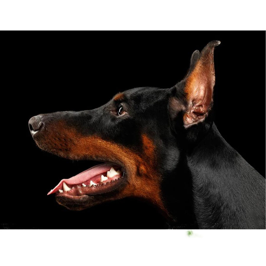 Doberman Pinscher