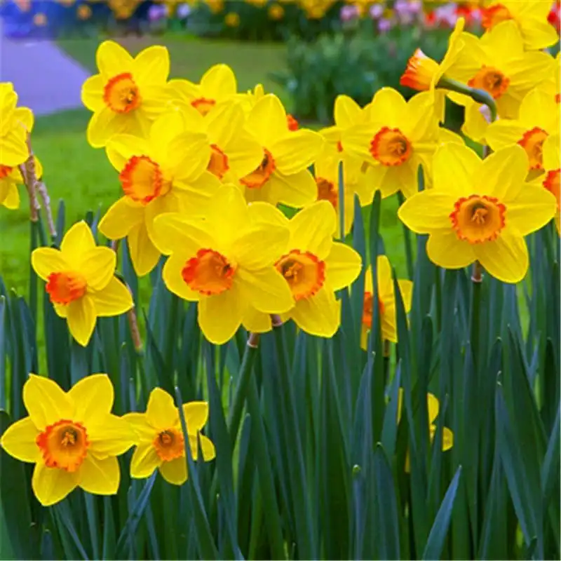 

BONSAI 100pcs Blooming Narcissus Aquatic Plants Indoor Double Petals Daffodil Bonsai Flower DIY Potted