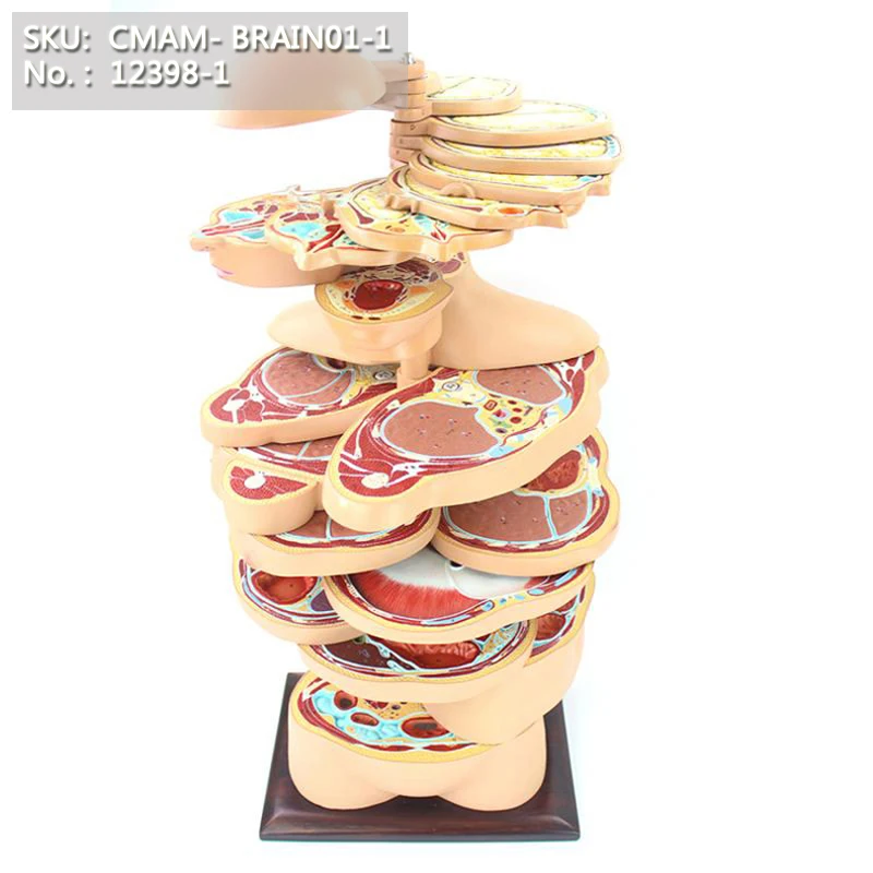 

CMAM/12398-1 Torso, Horizontal cut, 22pcs, Medical Brain Anatomical Human Model