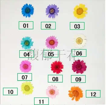 

1000pcs daisy Multicolor Free shipping Pressed flower dried flower DIY material