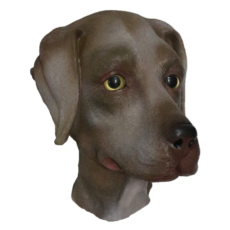 HY-AM050 Brown labrador 