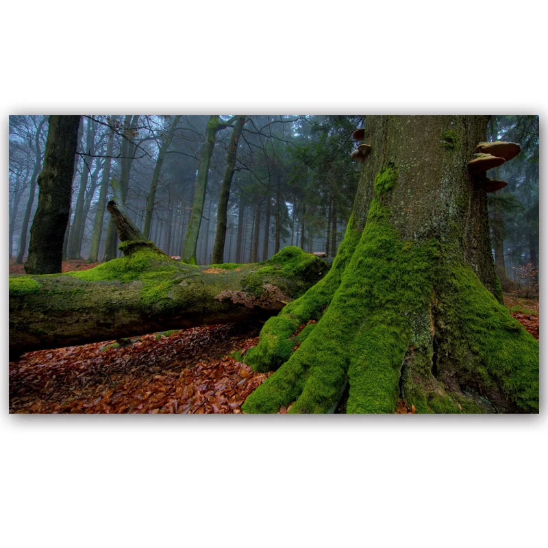 Wall Art Canvas Painting Forest Tree Nature Landscape Posters and Prints Wall Art Pictures For Living Room Cuadros Home Decor - Цвет: 4592994-forest-