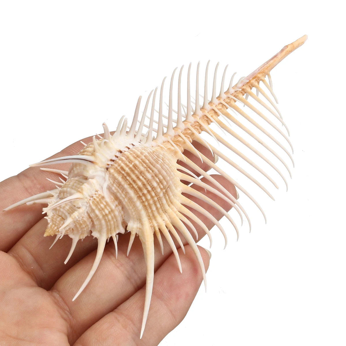 

1PC Mediterranean Ornaments Natural Shell Large Indian Ocean Sea Shell Conch Beach Party Fish Tank Home Decor Craft 90-100mm