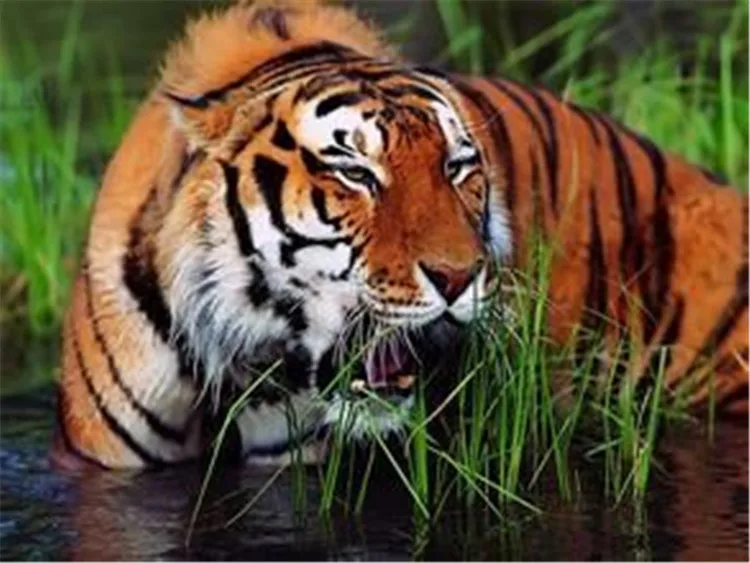 

Christmas new tiger DIY 5D Full Diamonds Embroidery square Diamond Painting Cross Stitch Kits Diamond Mosaic Home Decoration