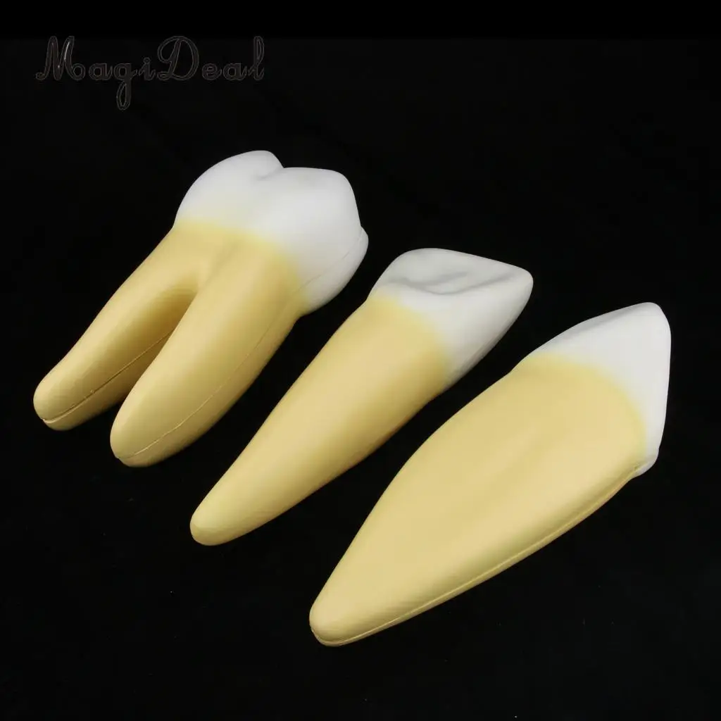 12X Enlarged Human Tooth / Teeth Anatomical Model Anatomy Medical Teaching Tool