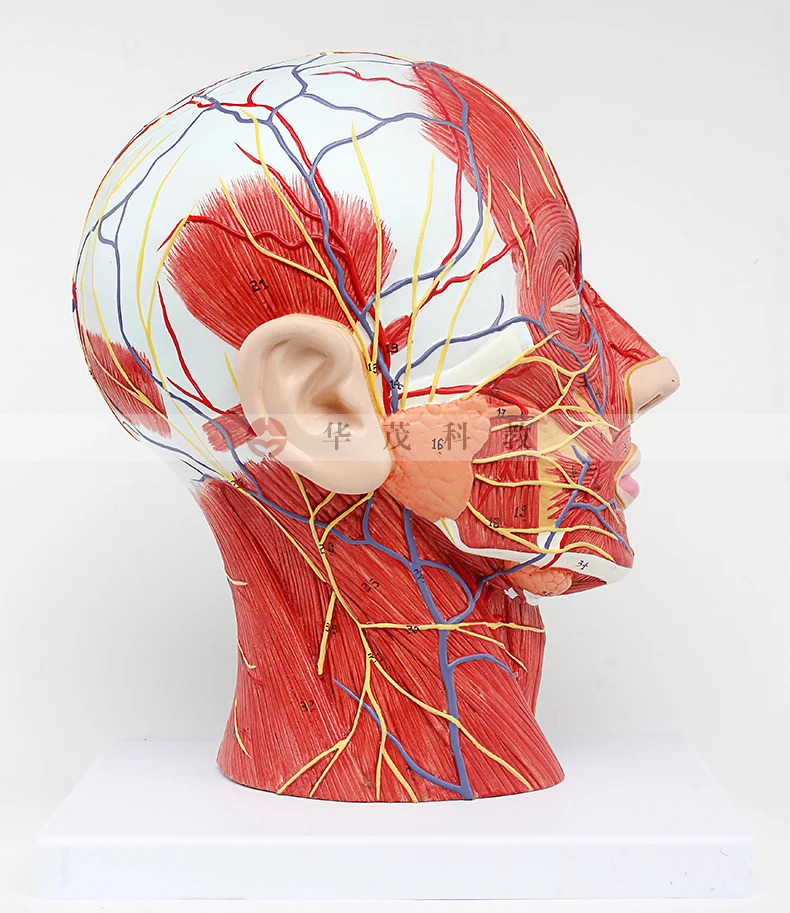 Анатомический скелет человека анатомическая модель для продажи Череп одонтологический череп с мышечным нервом сосуд анатомическая модель