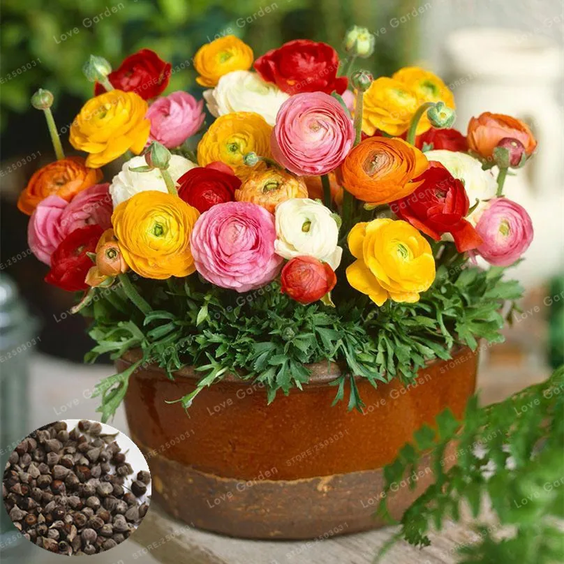 

100 Pcs/Bag Ranunculus Flower Bonsai Balcony Potted Ranunculus Asiaticus Flower Bonsa DIY Home Garden Multiple Colors Available