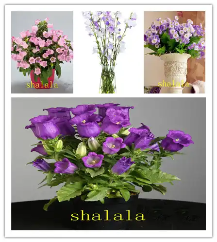 AliExpress : outdoor potted flowers - startupinsights.org