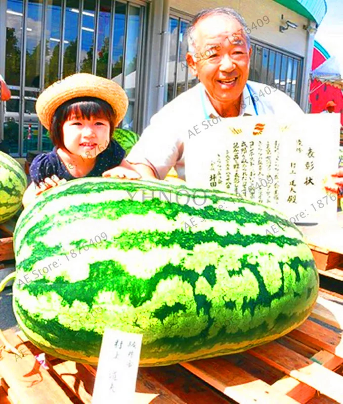 Big Promotion!Giant Watermelon bonsai 50pcs Fruit flores Vegetable Interest Easy to plant For Garden & Farm Family Plant,#S7