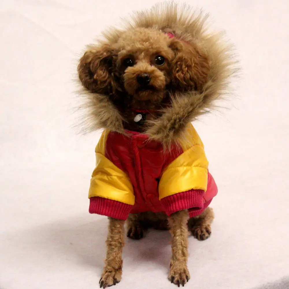 Gomaomi кошка пес собачка пуховая куртка с капюшоном Одежда для животных теплая одежда для маленьких собак Зима