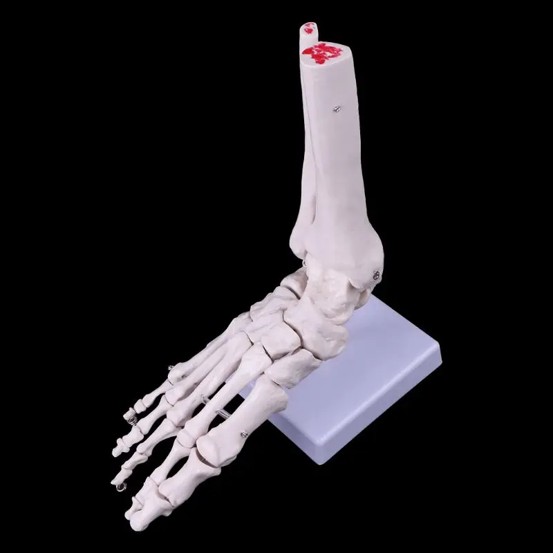 Life size Foot Ankle Joint Anatomical Skeleton Model Medical Display Study Tool Medical Science Stationery for School