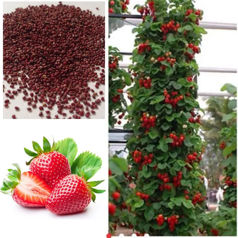 Buy 200pcs Giant Climbing Strawberry Seeds & Rare