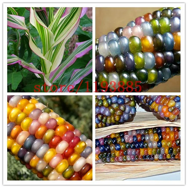 20pcs bag corn seeds Authentic Glass Gem Indian Corn Seeds Heirloom Rainbow Non GMO vegetable seeds