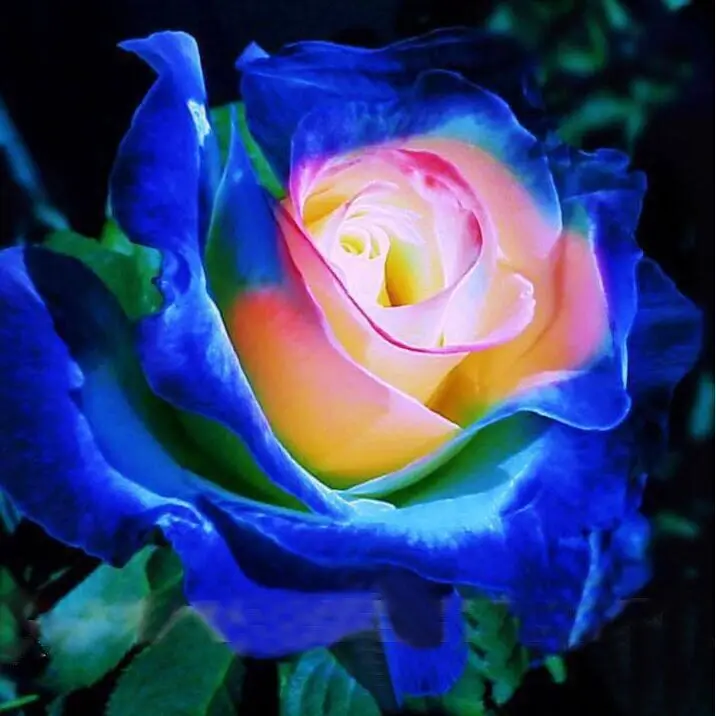 Rare Blue Pink Yellow Rose Bush Flower Seeds, Professional Pack, 50