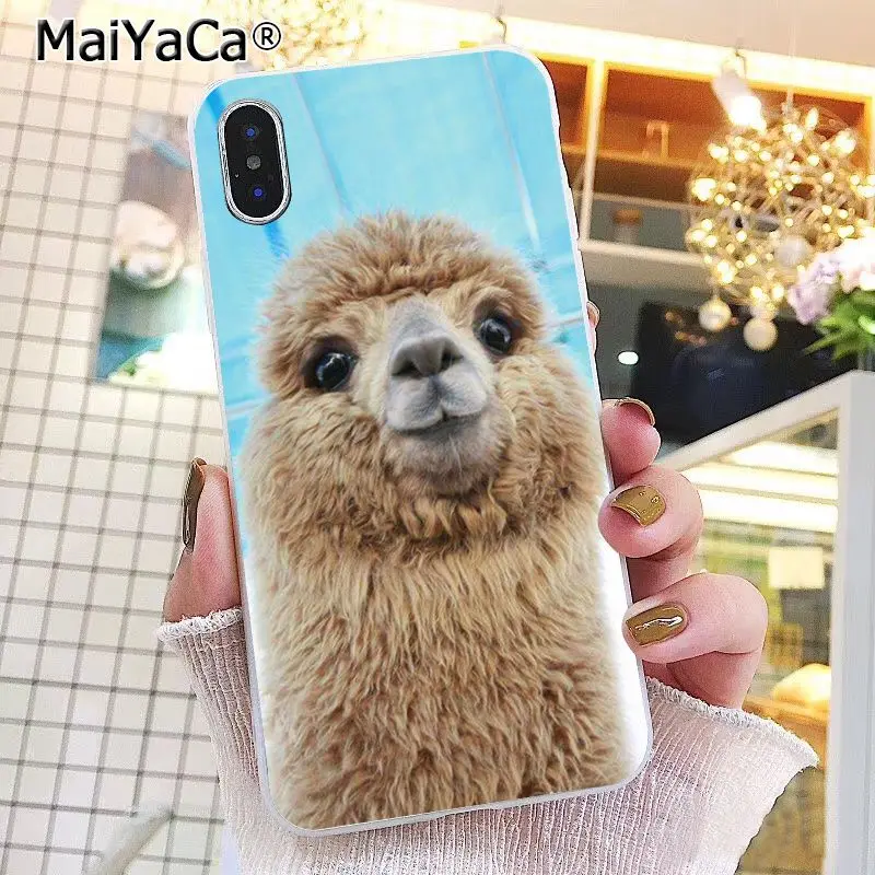 Lama Llama Alpacas Animal