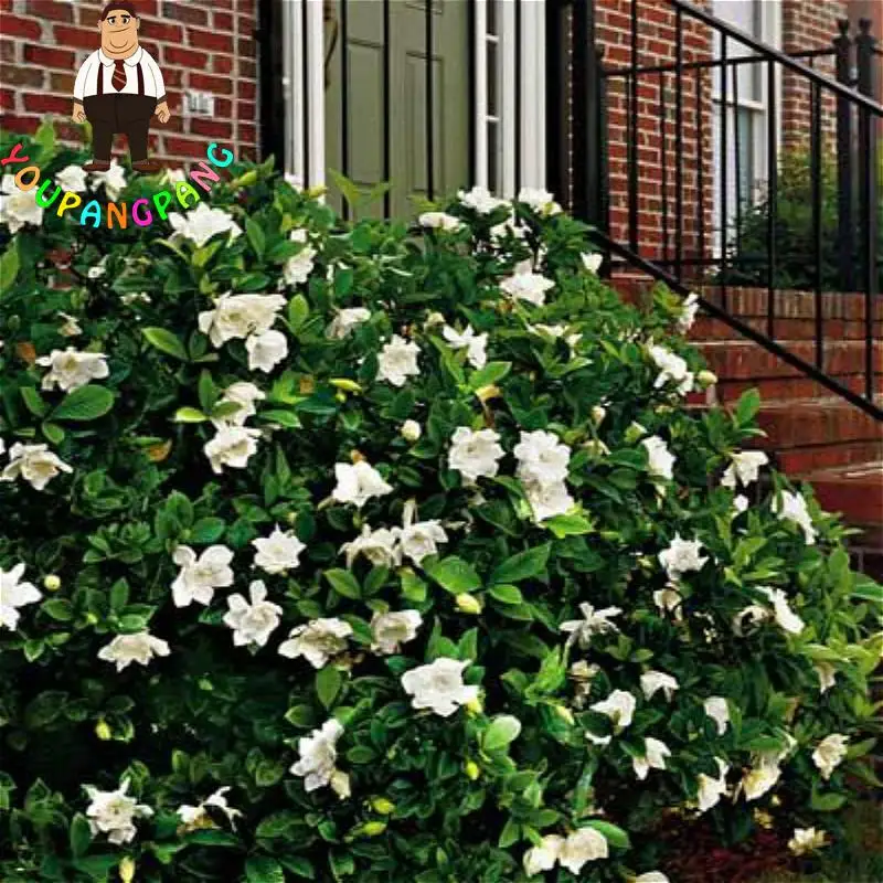 Гардения садовая. Сад гардения. Гардения жасминовидная куст. Гардения садовая. Гардения садовая кустовая.