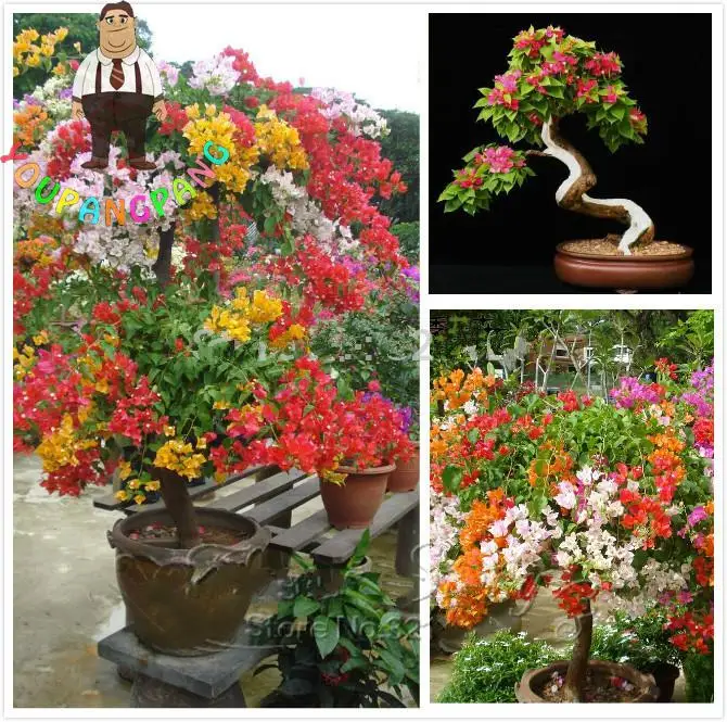 100pcs colorful bougainvillea plants balcony flower pot garden