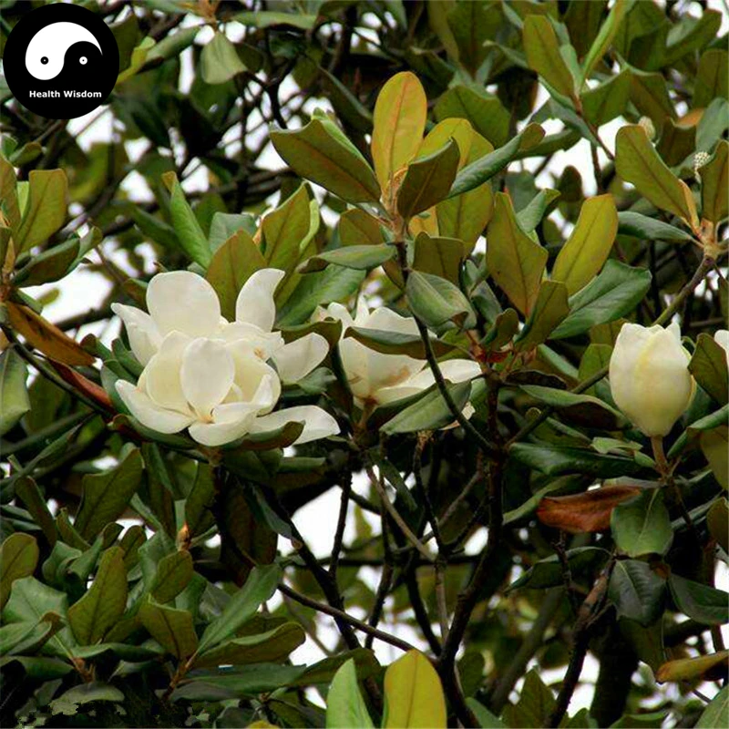 

Buy Real Magnolia Grandiflora Tree Semente 240pcs Plant White Magnoliaceae Flower Grow Sweet Guang Yu Lan