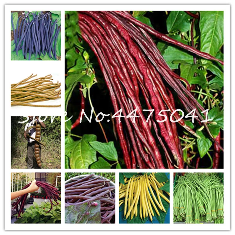 

Hot 30 Pcs/Bag Colorful Bean Bonsai Delicious Vegetable Plant Phaseolus Vulgaris Plant, Green Beans, Natural Growth, For Garden