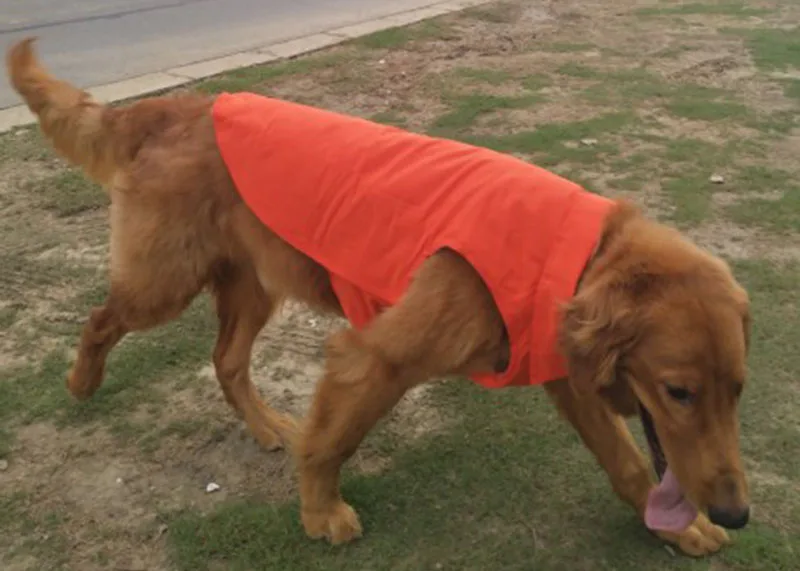Orange dog clothing