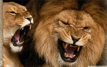 

Animal lions aggression 5 Sizes Silk Fabric Canvas Painting Poster Printing Wall Pictures