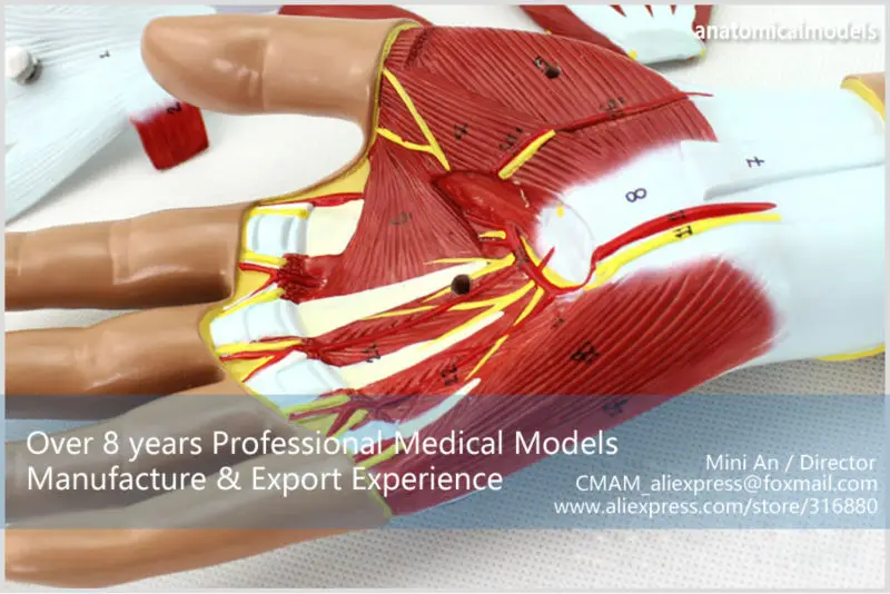 MUSCLE08 CMAM model 4-parts hand anatomy 6