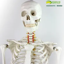 

Skeletal Specimen Model of Human Bone Model