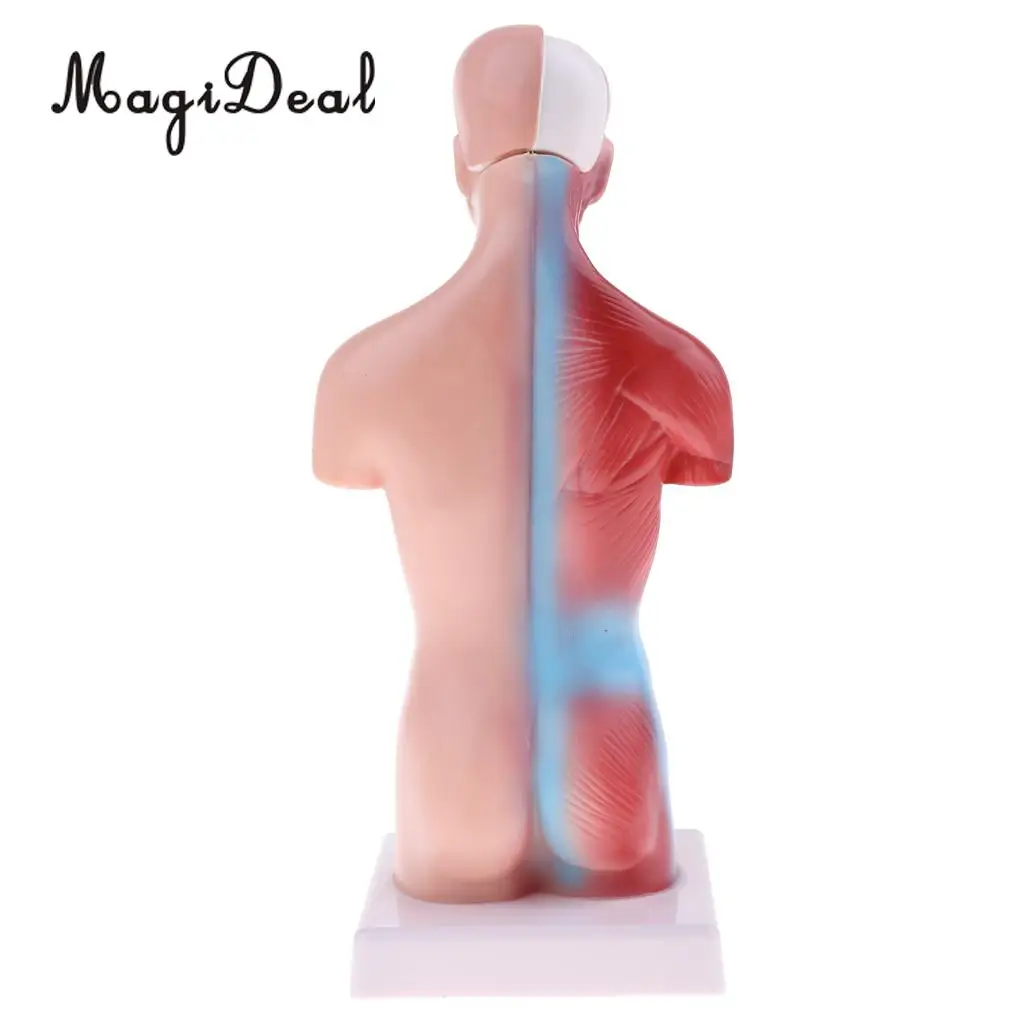 MagiDeal 1Pc 28cm PVC Human Torso Male Viscera Heart Brain Skeleton Anatomy Model for School Teaching Tool Medical Study Kit