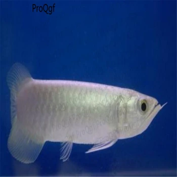 

30Pcs A Set Osteoglossum bicirrhosum