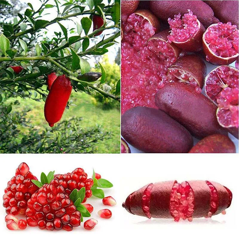 20pcs Red Finger Limes Citrus Bonsai Tropical Pomegranate Plant
