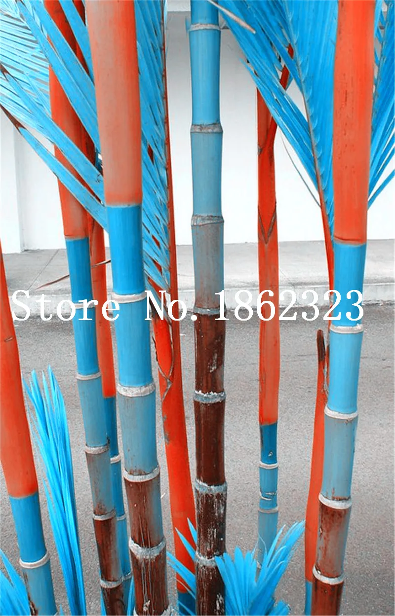 Free Shipping 40 Pcs Bamboo Phyllostachys Pubescens Rare Giant Bamboo bonsai Bambusa Lako Tree For Home Garden Plant
