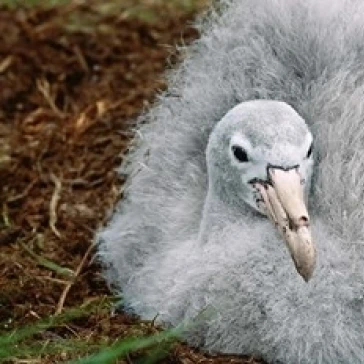 South Georgia Island  Southern Giant Petrel bird Poster Print by Charles Sleicher (35 x 23)