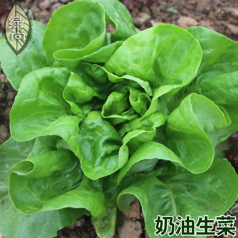 

Sweet Butter Lettuce 4 Seasons Sowing Garden Terrace Easy To Grow Potted Vegetable bonsai 200pcs